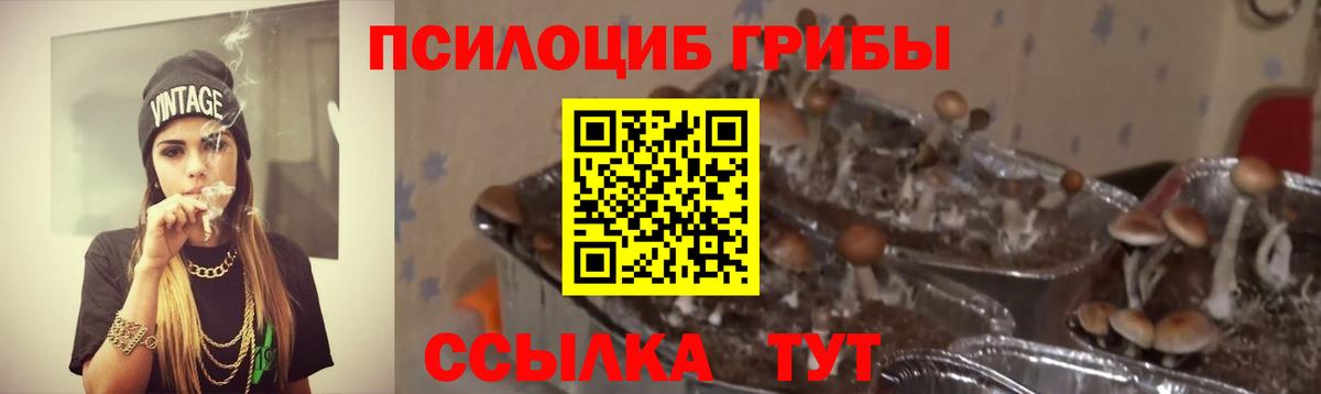 Богородск  Псилоцибиновые грибы MAGIC MUSHROOMS  Галлюциногенные грибы мухоморы  купить   Вход с VPN 